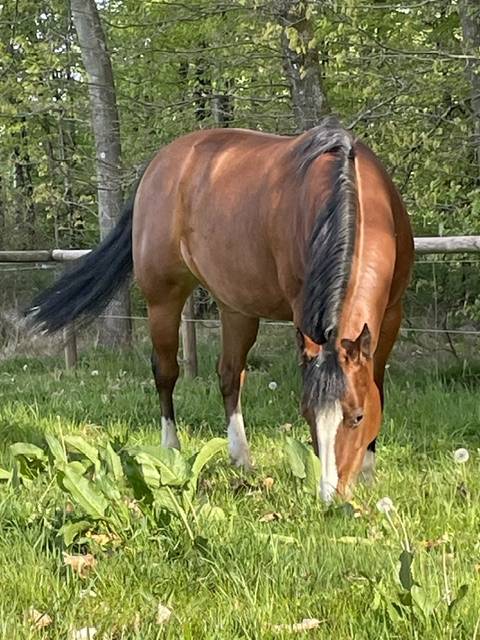 Quarter Horse Jument 8 ans