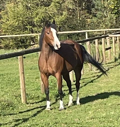 Quarter Horse Jument 8 ans