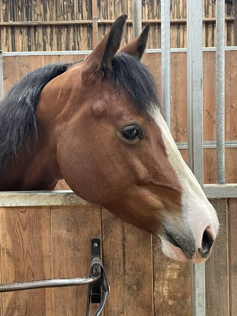 Quarter Horse Jument 8 ans