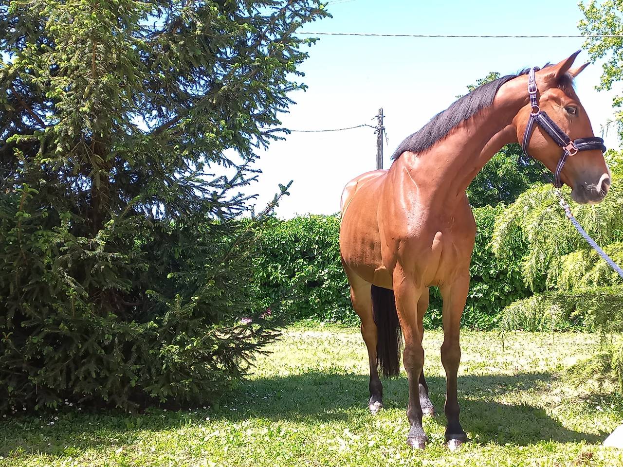Jument KWPN Cheval de Sport N&eacute;erlandais A vendre 2021 Bai par Kallmar VDL