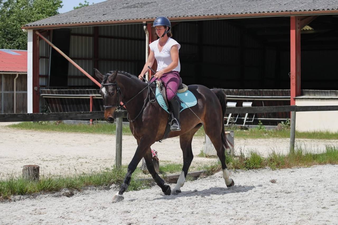 Hongre de 4ans &agrave; vendre 