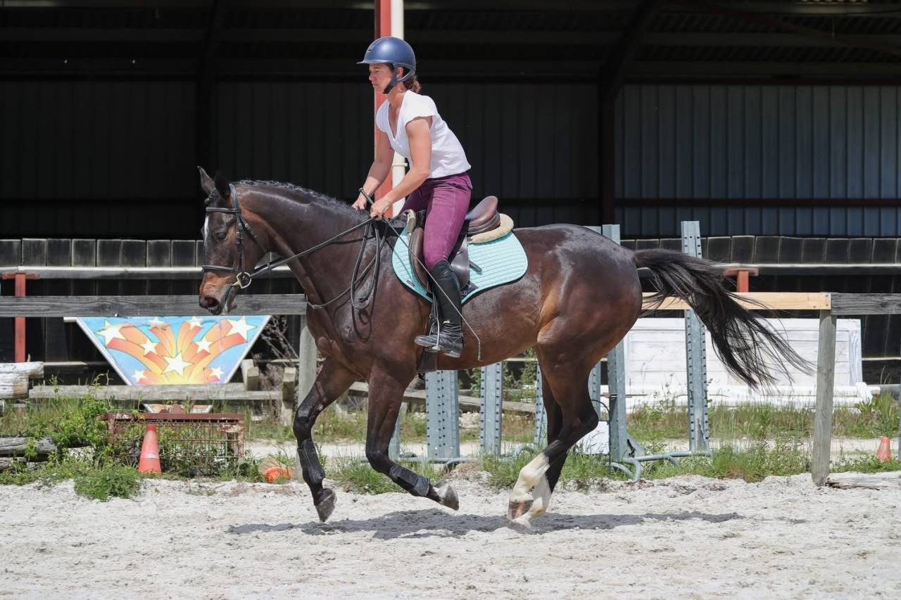 Hongre de 4ans &agrave; vendre 
