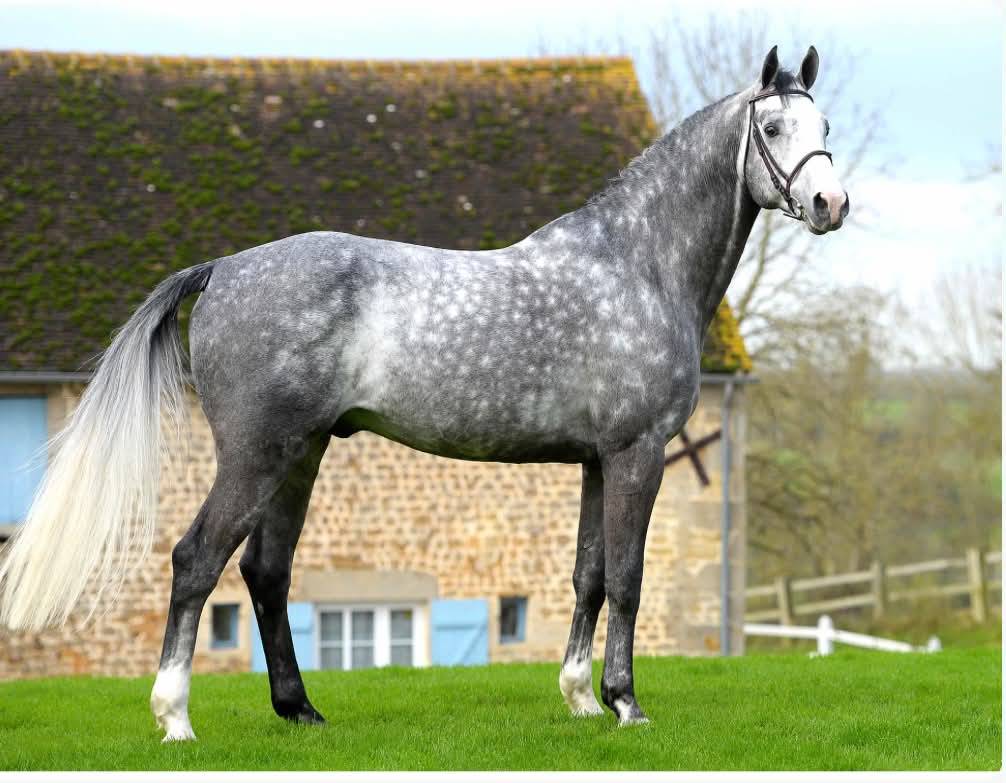 Poulain SF par ulmar mail x Fleuron St Lois