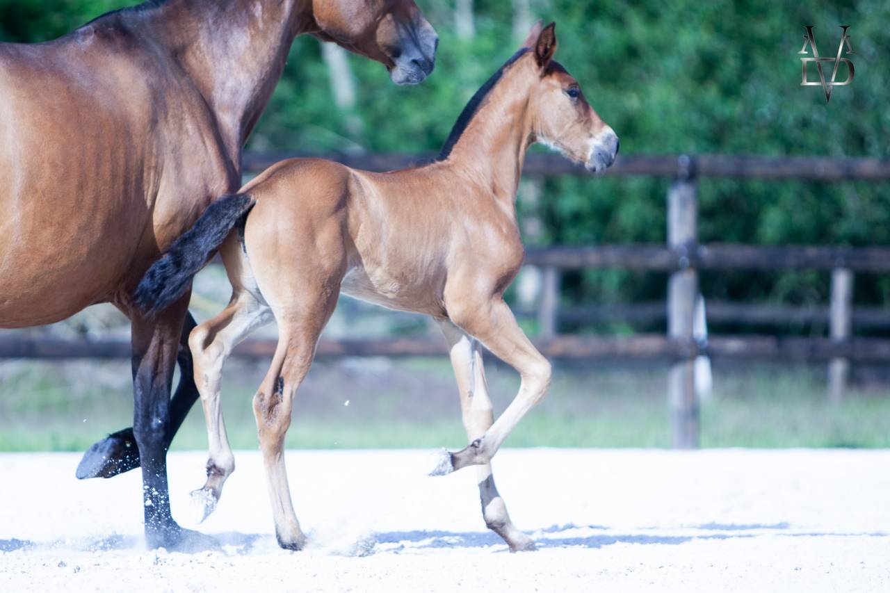 Poulain Pure Race Espagnole bai + Prl