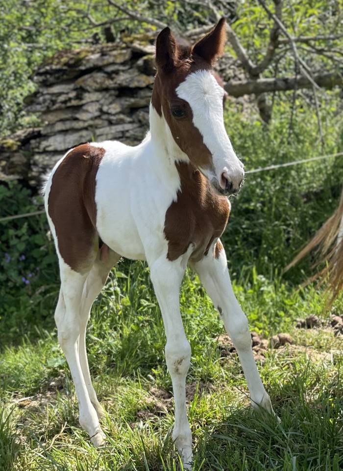 Foal pie SF par Quel homme de hus 