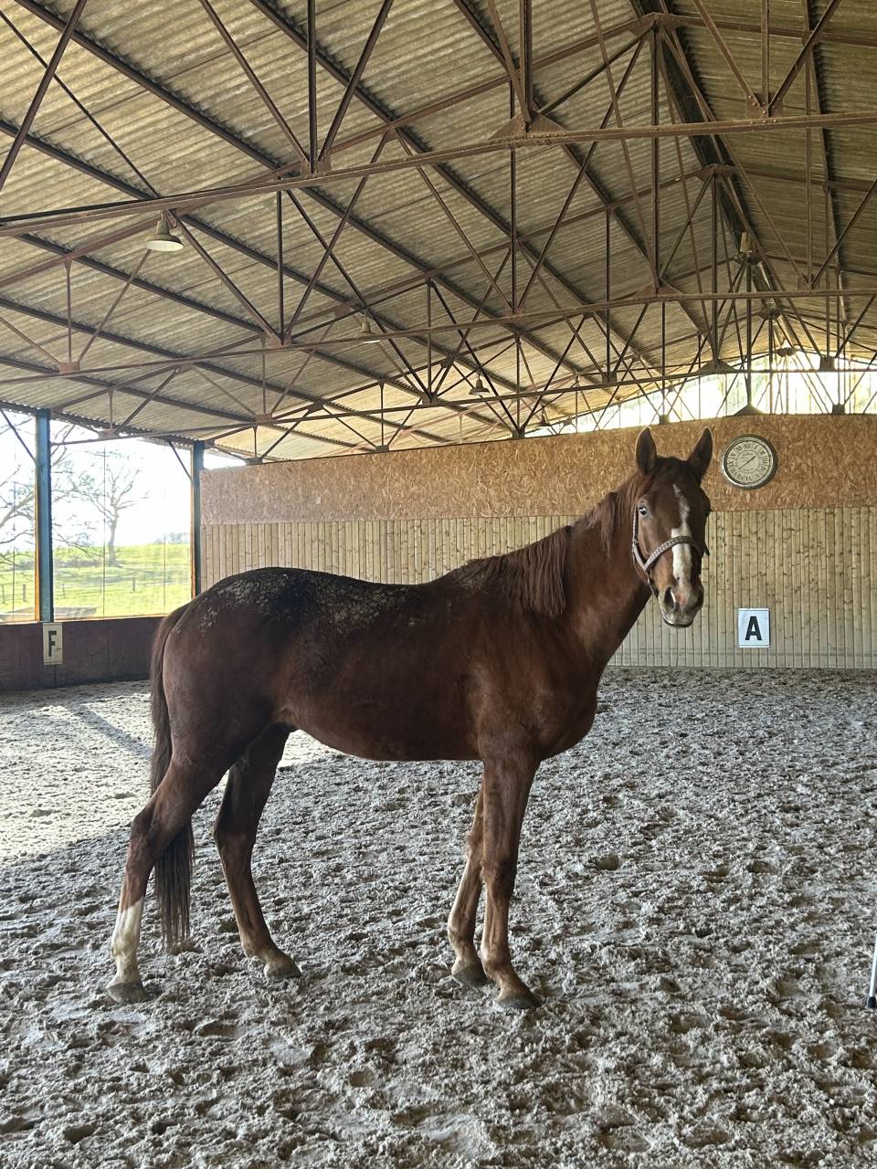 Magnifique 3 ans par Mylord Carthago