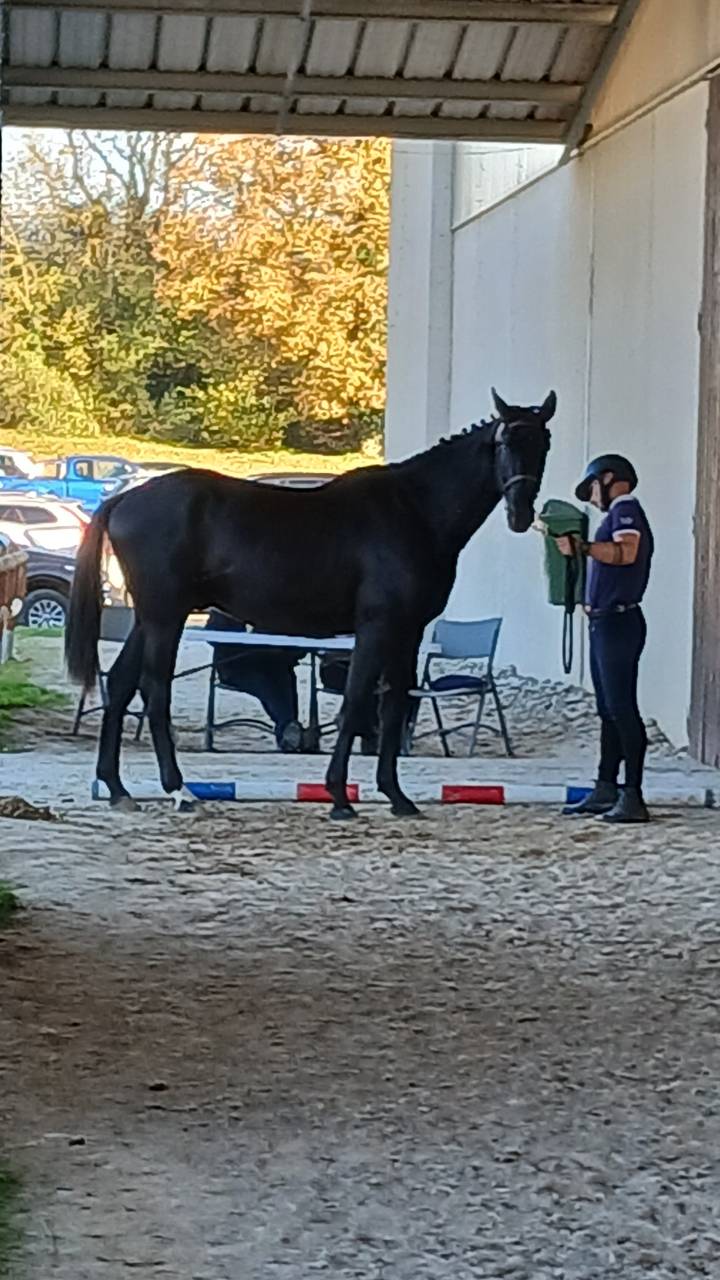 Hongre 3 ans GLASGOW W VH MERELSNEST X Elan de la Cour 