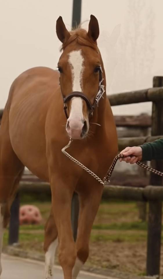 Hongre de 5ans 162&rsquo; par Chacco White x Questions