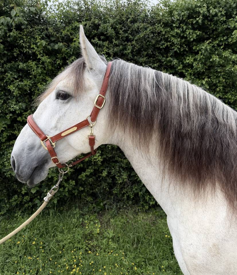 Magnifique entier PRE 4 ans 