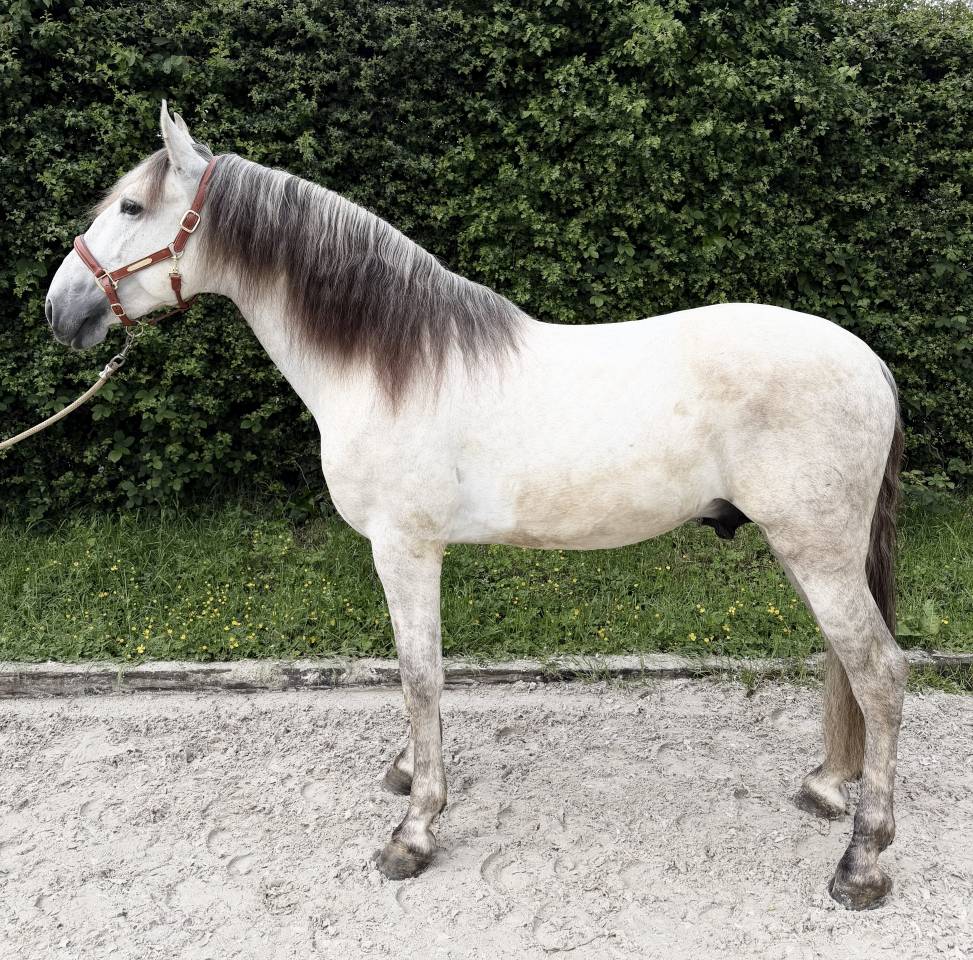 Magnifique entier PRE 4 ans 