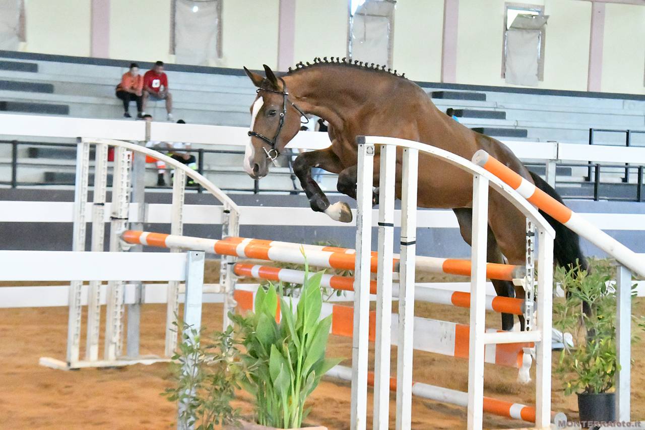 Pouliche Cheval de Selle Italien A vendre 2023 Bai par l'arc de triomphe