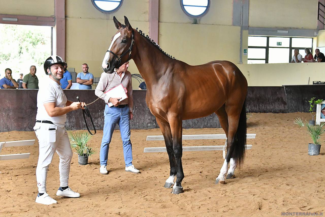 Pouliche Cheval de Selle Italien A vendre 2023 Bai par l'arc de triomphe
