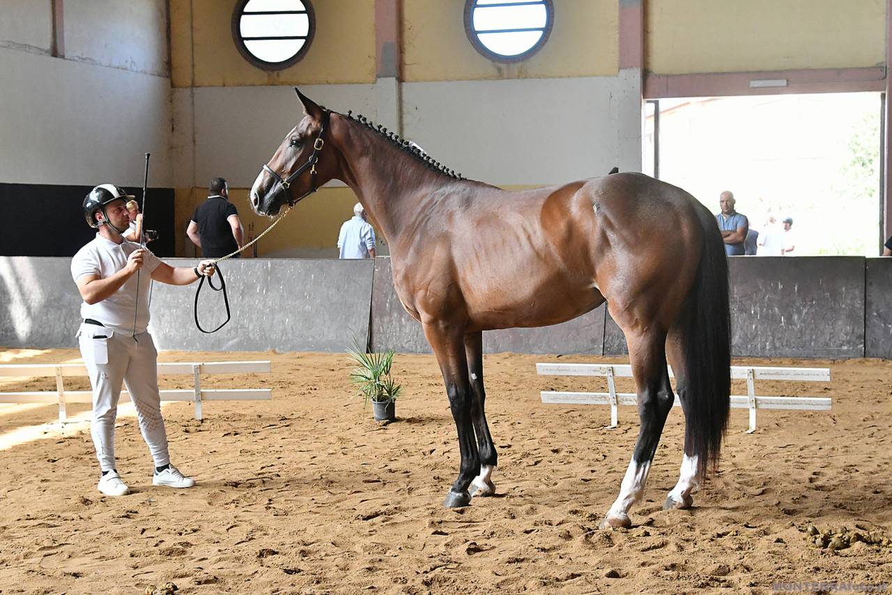Pouliche Cheval de Selle Italien A vendre 2023 Bai par l'arc de triomphe