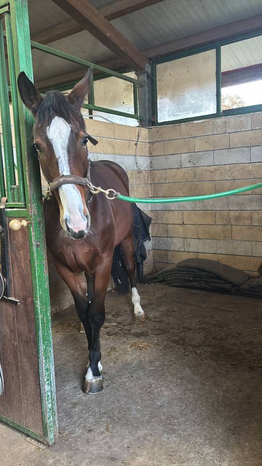 Pouliche Cheval de Selle Italien A vendre 2023 Bai par l'arc de triomphe