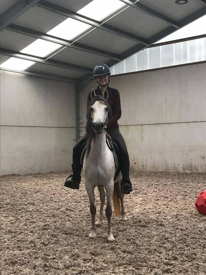 Magnifique Welsh B