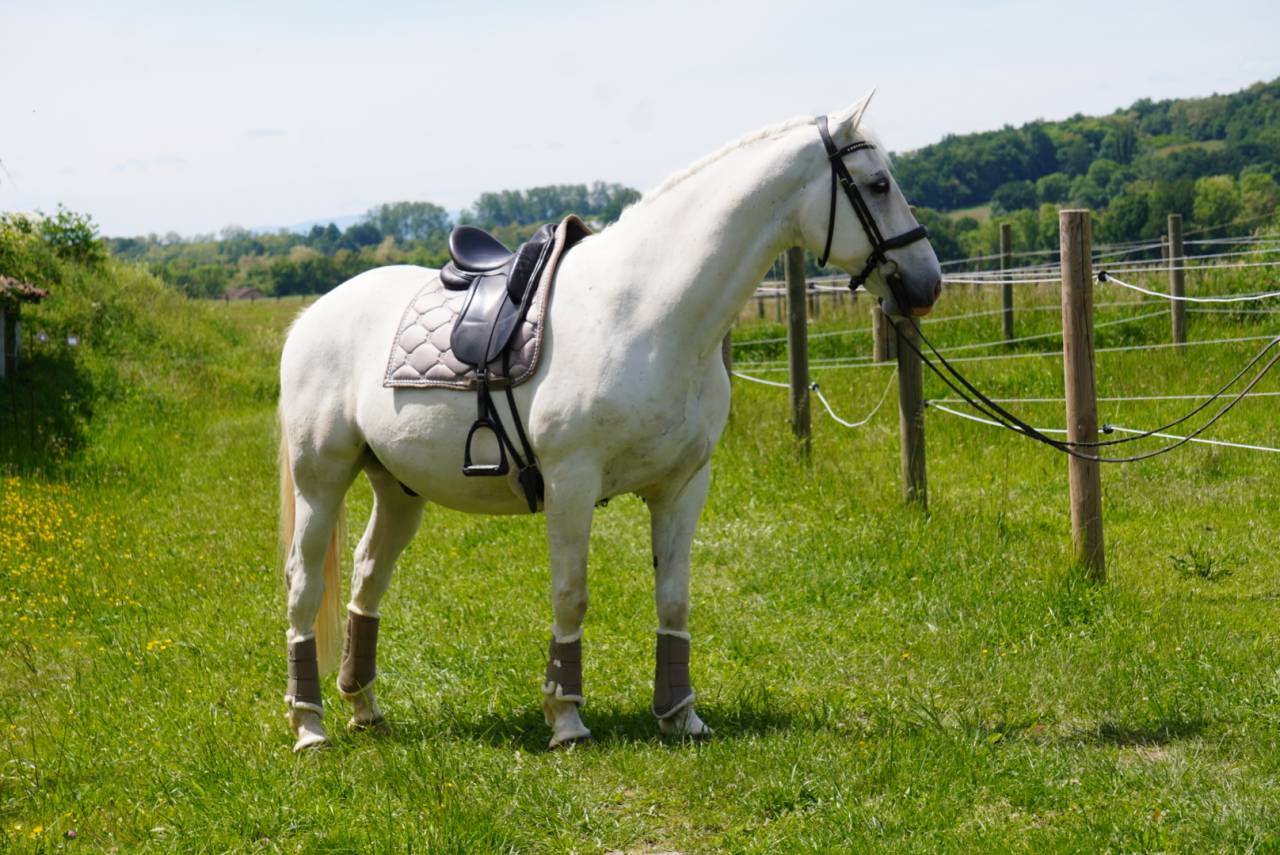 Hongre - Lipizzan - 8 ans - Dressage / Amateur - France
