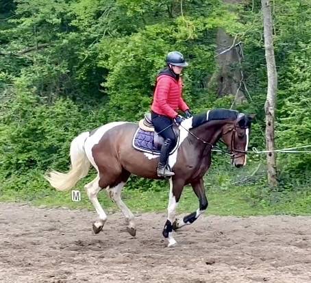 Joli hongre kwpn de 4 ans, +- 1m70, kwpn