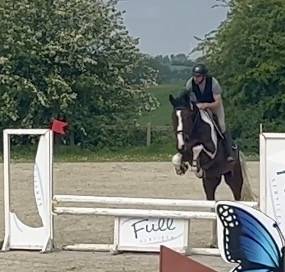 Joli hongre kwpn de 4 ans, +- 1m70, kwpn