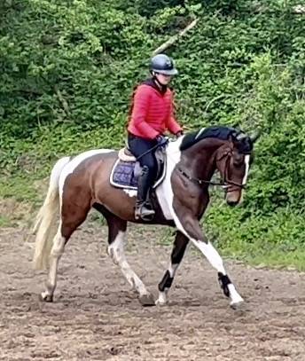 Joli hongre kwpn de 4 ans, +- 1m70, kwpn