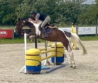 Joli hongre kwpn de 4 ans, +- 1m70, kwpn