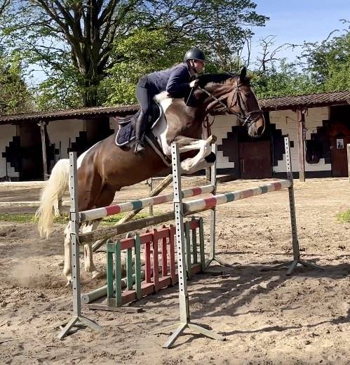 Joli hongre kwpn de 4 ans, +- 1m70, kwpn