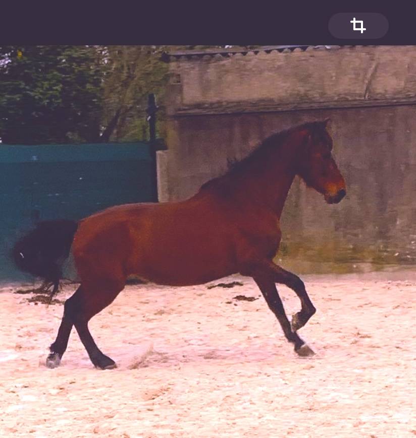 Cheval Espagnol