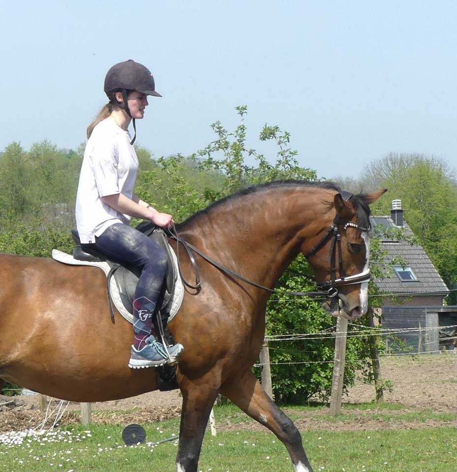 jument lusitanienne d'exception