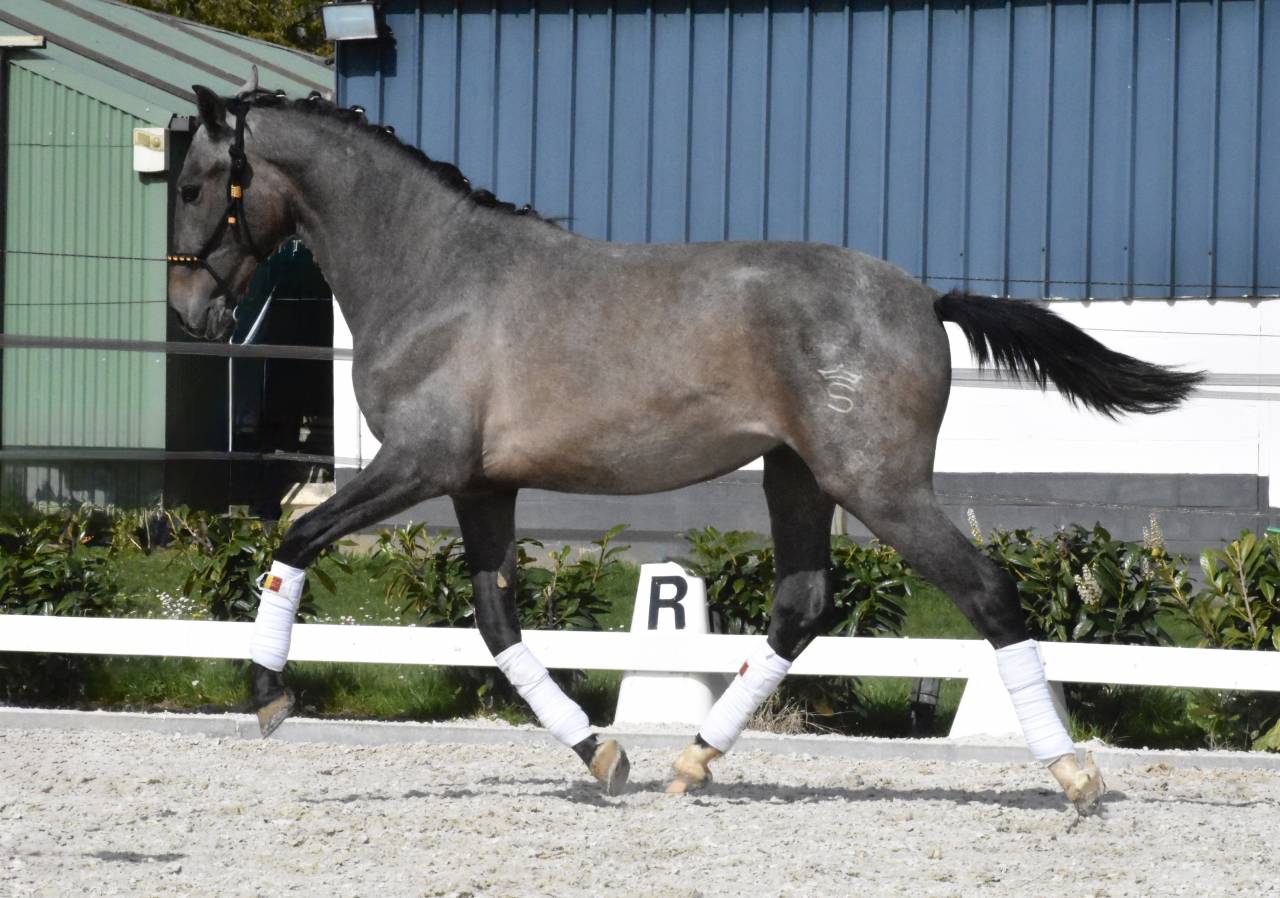 Pure race espagnol fils de Poeta de Susaeta 