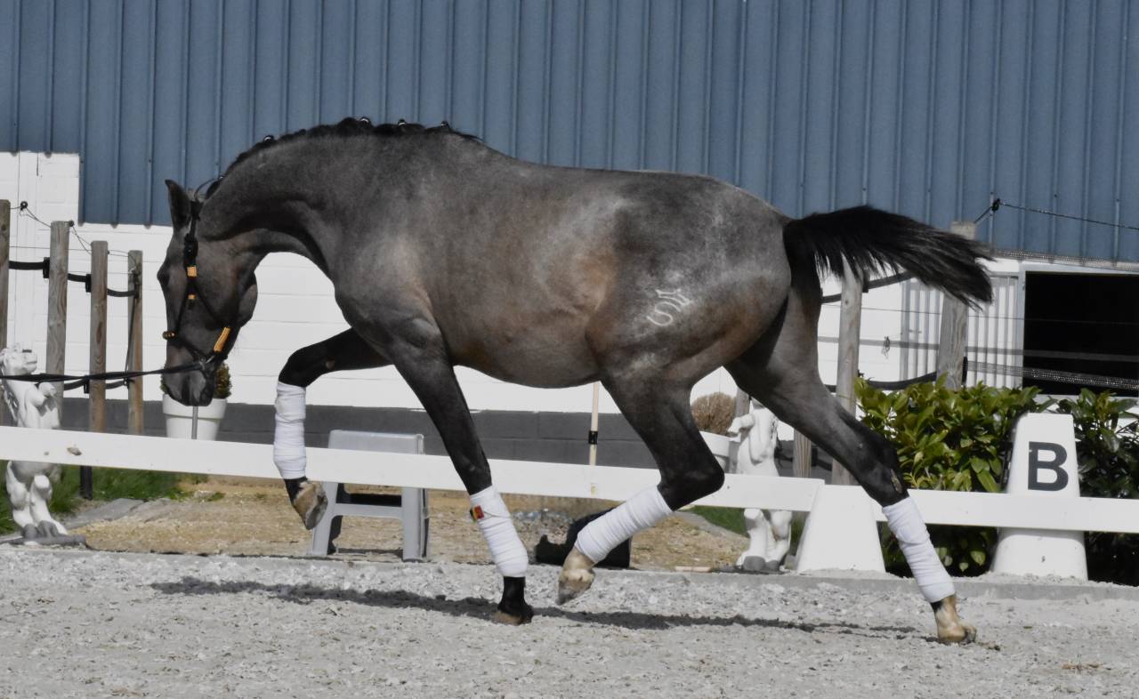 Pure race espagnol fils de Poeta de Susaeta 