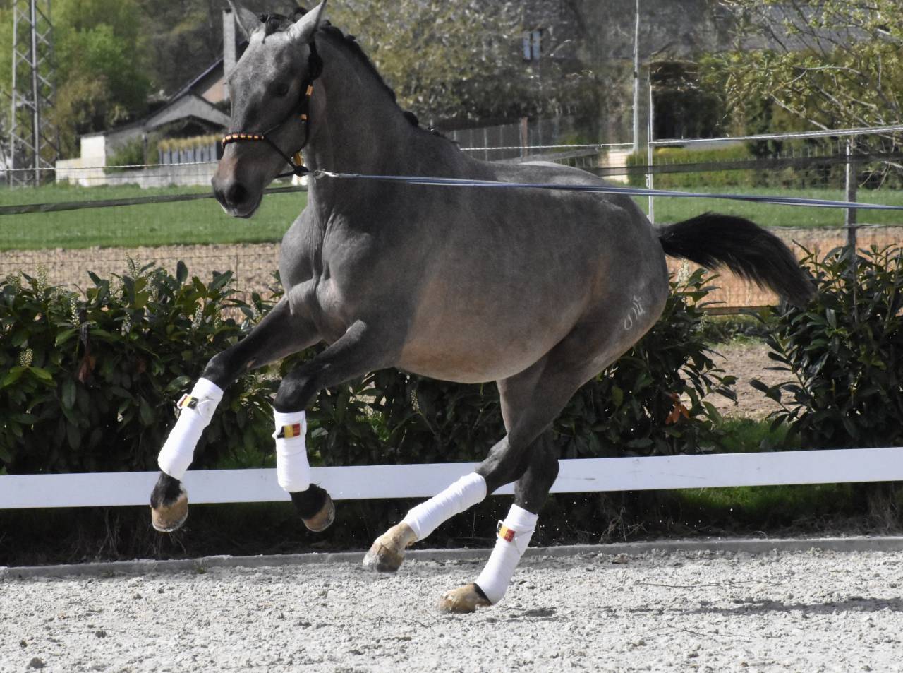 Pure race espagnol fils de Poeta de Susaeta 