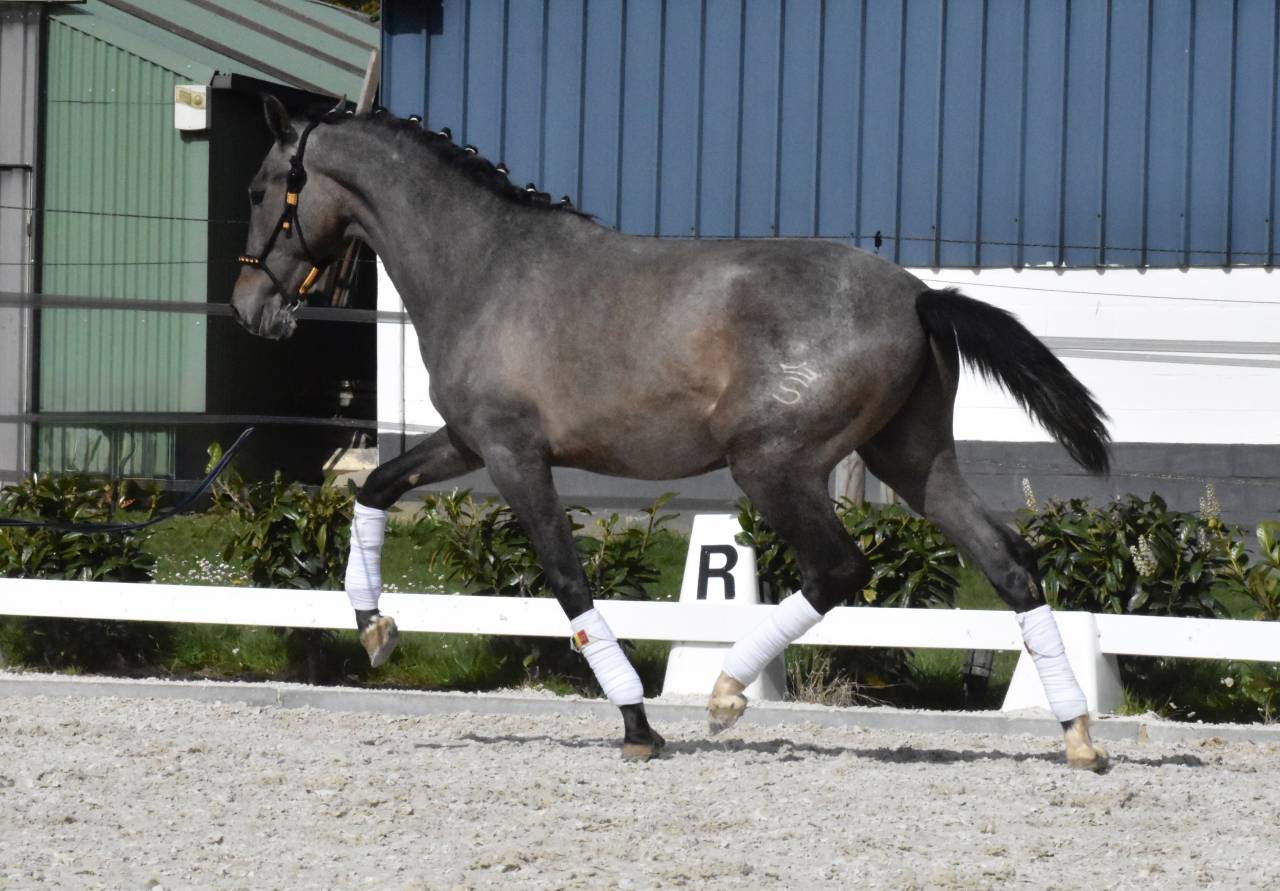 Pure race espagnol fils de Poeta de Susaeta 