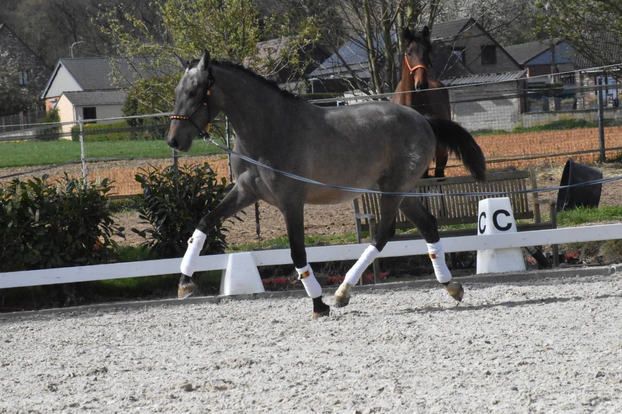 Pure race espagnol fils de Poeta de Susaeta 