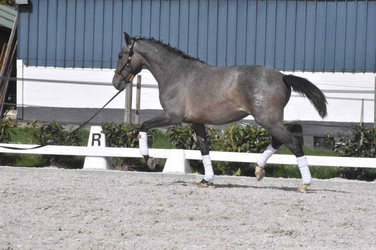 Pure race espagnol fils de Poeta de Susaeta 