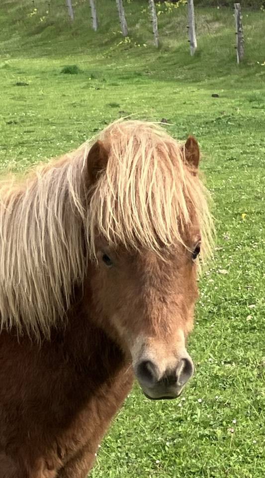 shetland PP