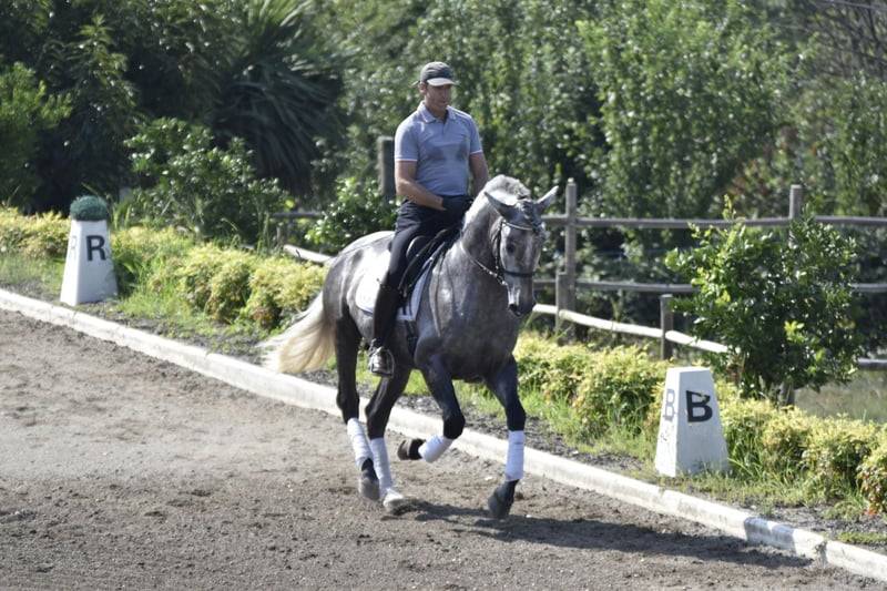 Garboso CSLR &ndash; Hongre PRE 2021, ANCCE, dressage