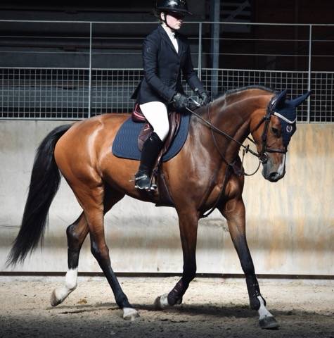 Chouette jument de 5 ans