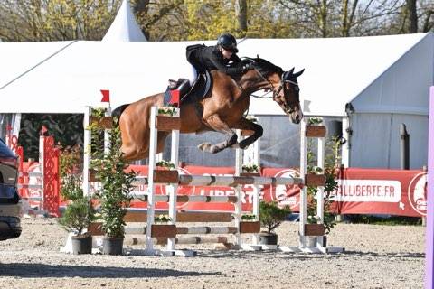 Chouette jument de 5 ans
