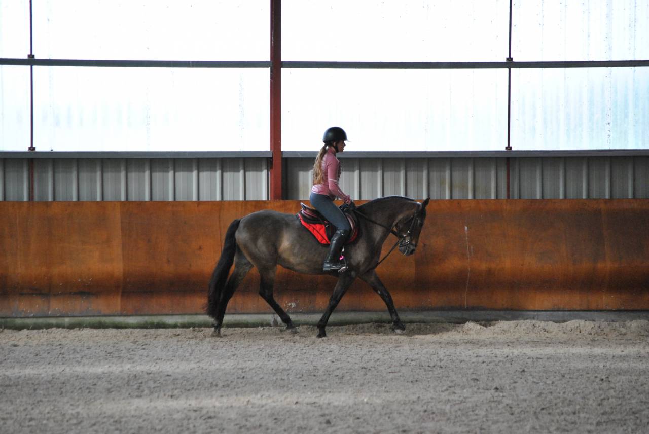 &Agrave; vendre ponette PFS taille D 9 ans - Directeur &eacute;leveur