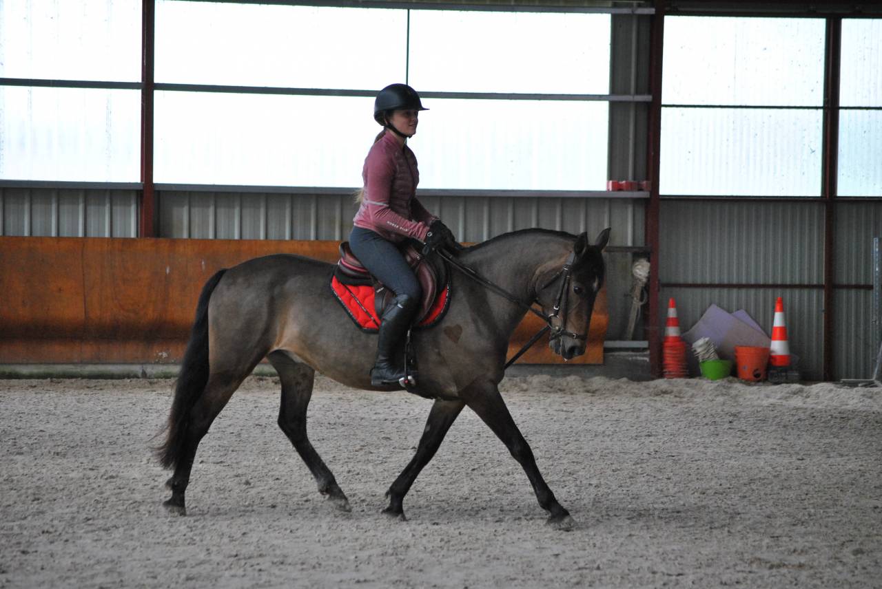 &Agrave; vendre ponette PFS taille D 9 ans - Directeur &eacute;leveur