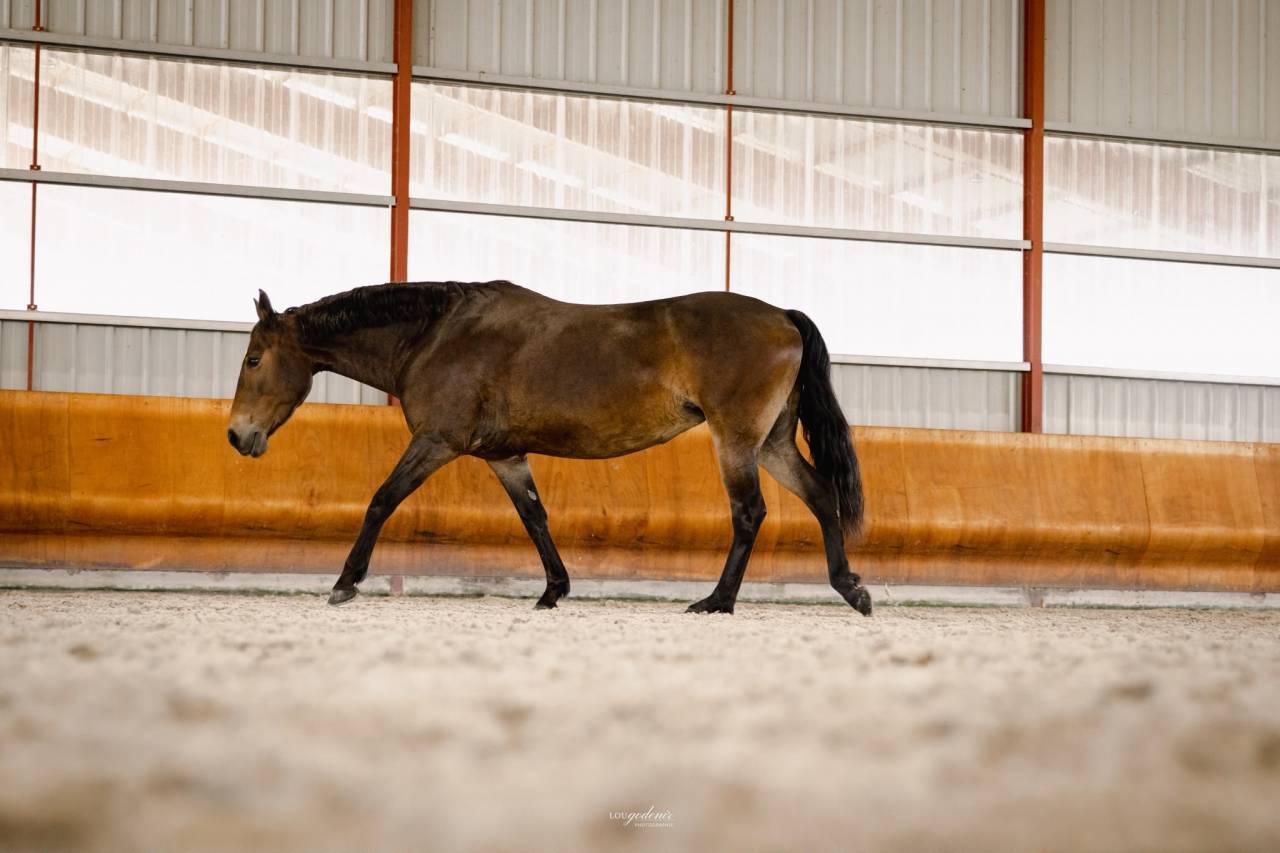 &Agrave; vendre ponette PFS taille D 9 ans - Directeur &eacute;leveur