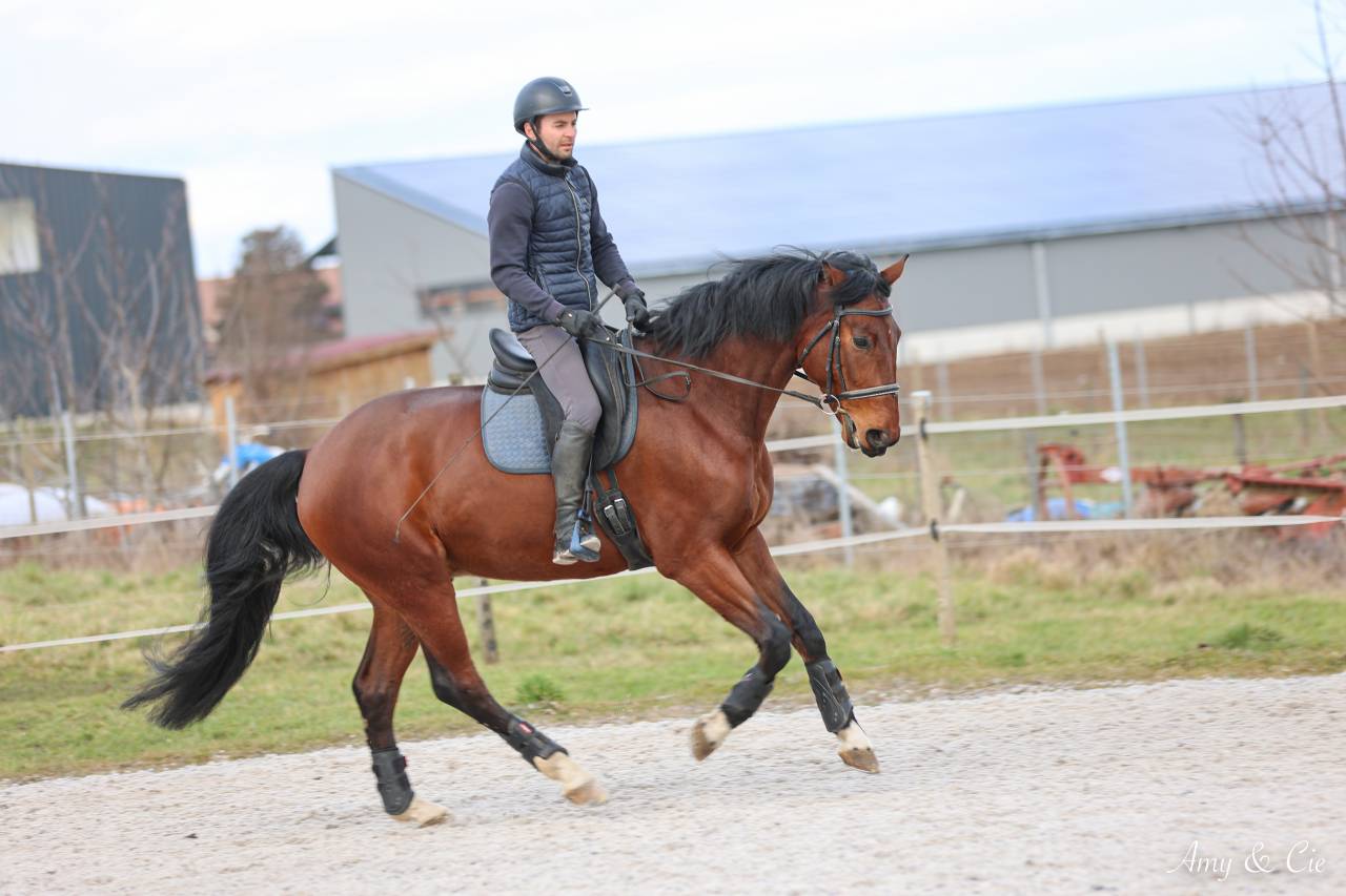 Cheval de sport Allemand 