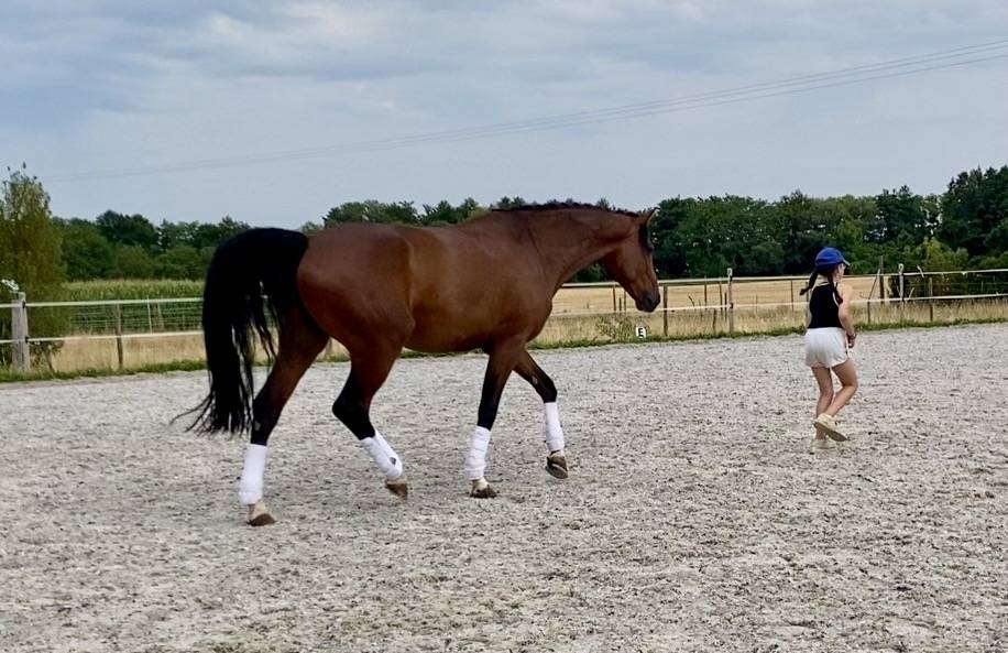 Cheval de sport Allemand 