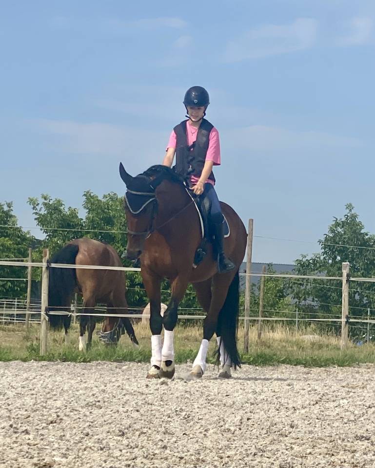 Cheval de sport Allemand 