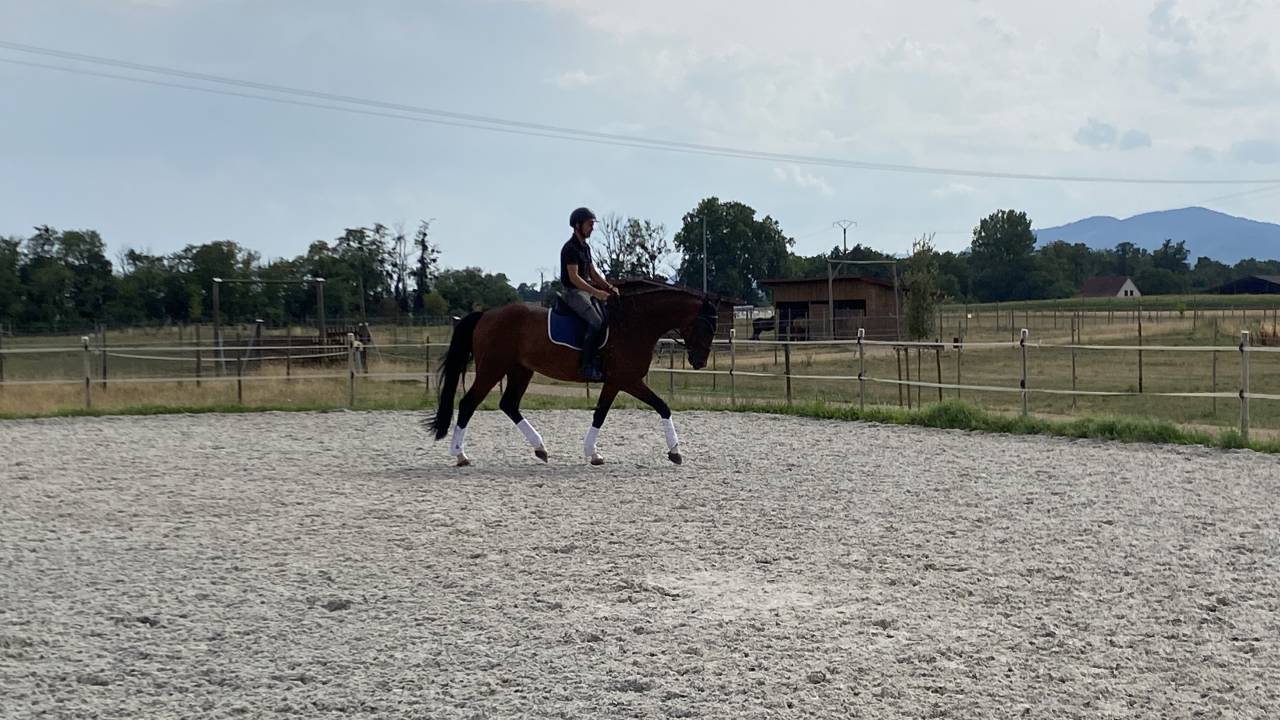Cheval de sport Allemand 