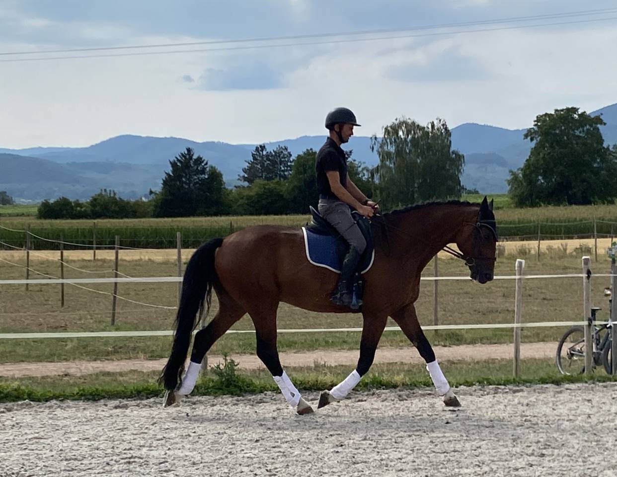 Cheval de sport Allemand 