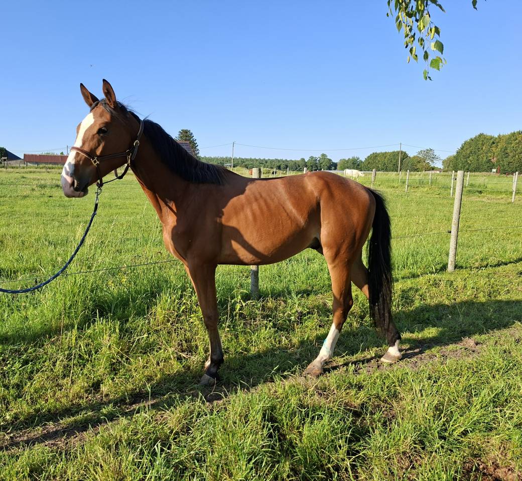 2 ans - Hongre - CSO