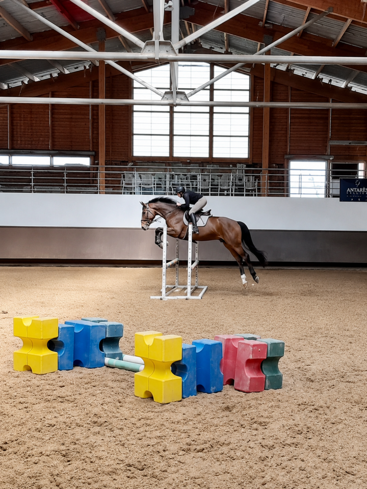Hongre - OC - 4 ans - CSO - France 