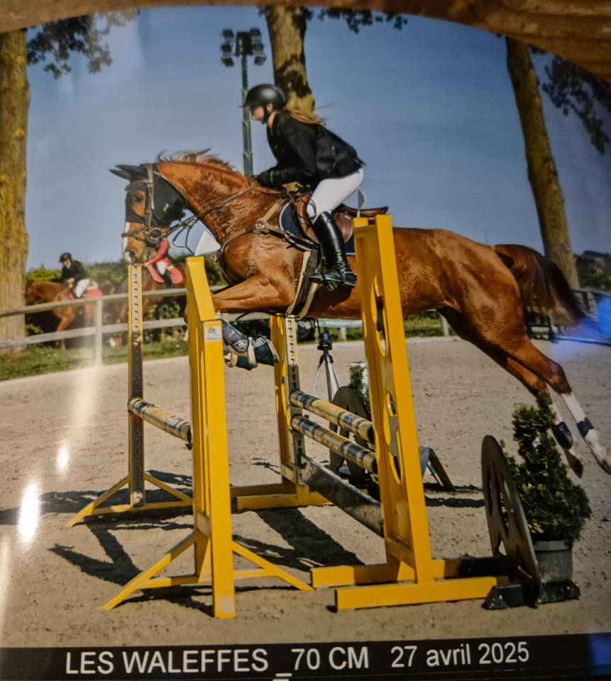 Jument kwpn alezane 2015