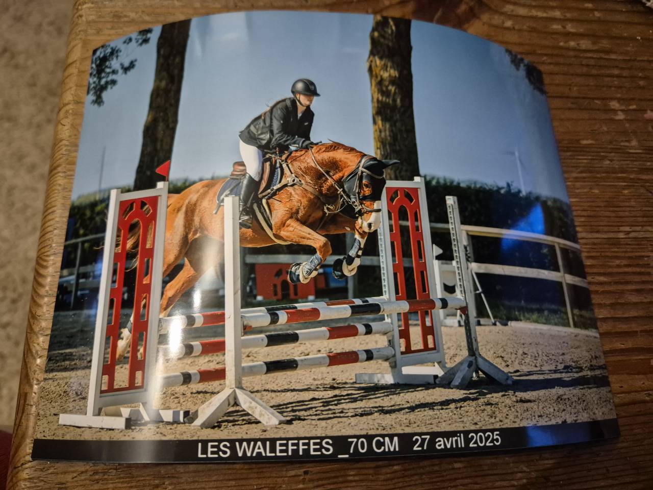 Jument kwpn alezane 2015