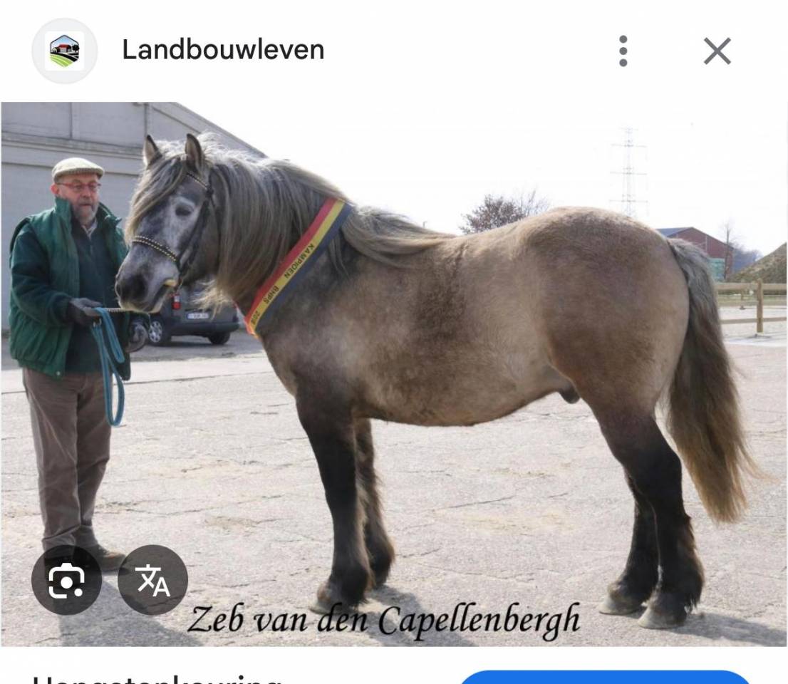 Highland Belgian Pony 